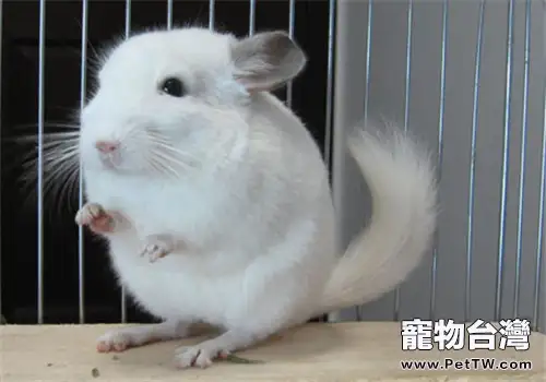 純白龍貓的飼養環境(1圖)-寵物台灣