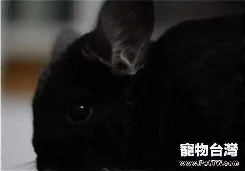純黑龍貓的外形特點