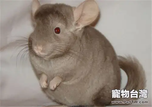 純啡龍貓的飼養環境(1圖)-寵物台灣