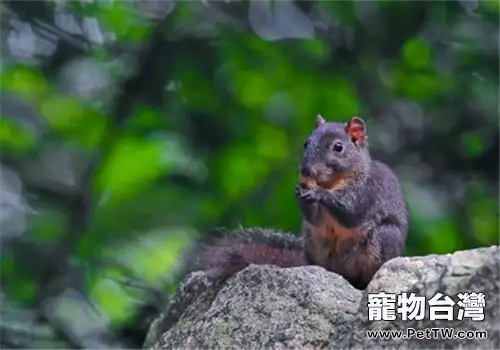 長吻松鼠的飼養環境