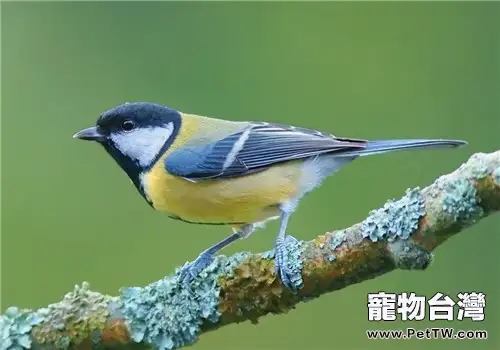 大山雀的品種簡介(1圖)-寵物台灣