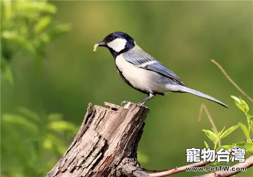 大山雀的外形特點