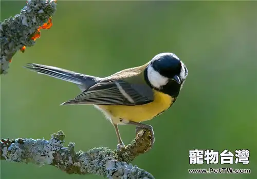 大山雀的生活環境(1圖)-寵物台灣