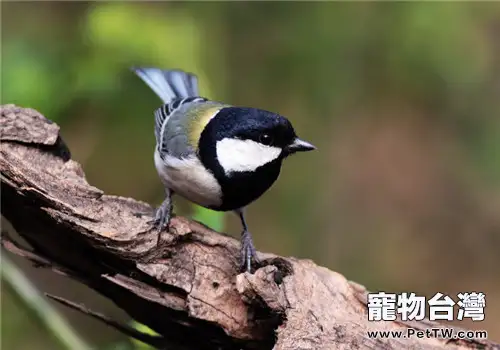 大山雀的餵食要點