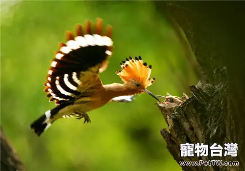 戴勝的外形特點(1圖)-寵物台灣