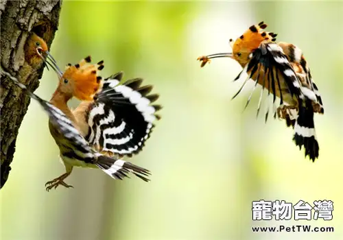 戴勝的生存環境(1圖)-寵物台灣