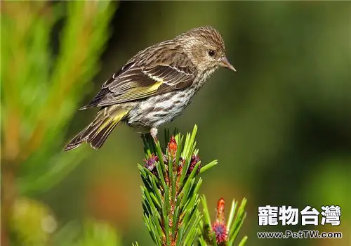 金翅雀的品種簡介(1圖)-寵物台灣