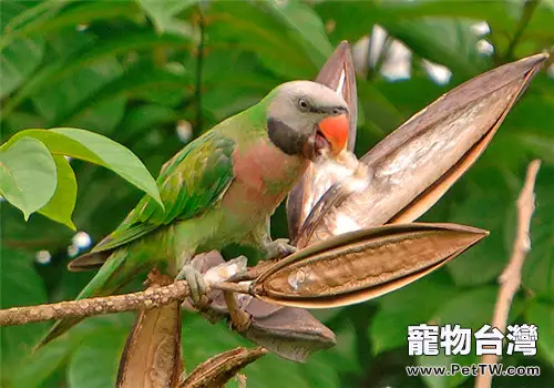 大緋胸鸚鵡的品種簡介