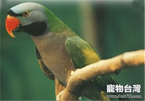 大緋胸鸚鵡的外形特點