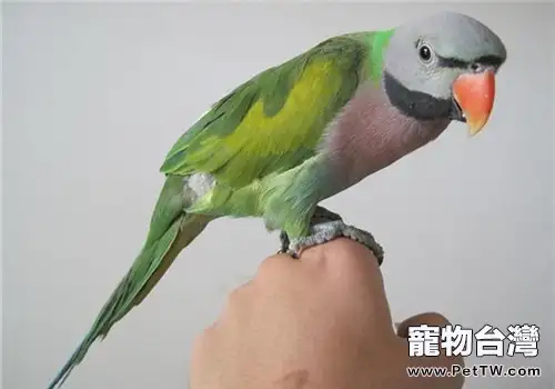 大緋胸鸚鵡的飼養環境