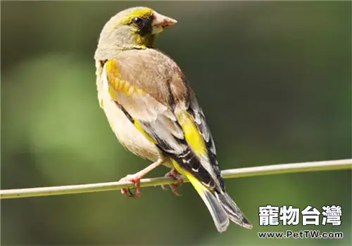 金翅雀的飼養知識(1圖)-寵物台灣