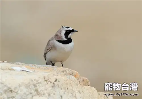 角百靈的品種簡介(1圖)-寵物台灣