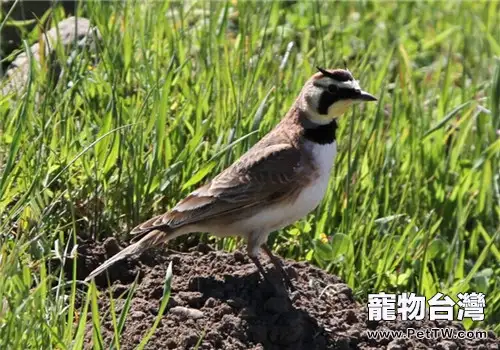 角百靈的生活習性(1圖)-寵物台灣