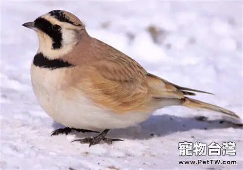 角百靈的飼養知識(1圖)-寵物台灣