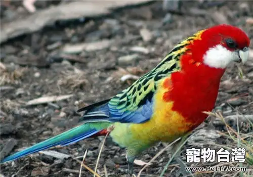 東玫瑰鸚鵡的品種簡介(1圖)-寵物台灣