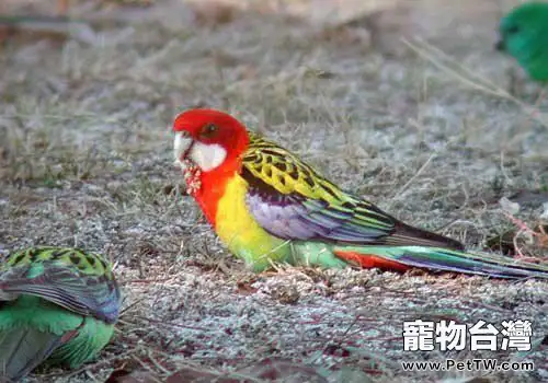 東玫瑰鸚鵡的外形特點(1圖)-寵物台灣