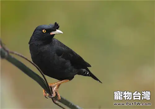 八哥為什麼會說話呢(1圖)-寵物台灣