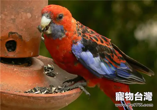 東玫瑰鸚鵡的飼養環境(1圖)-寵物台灣