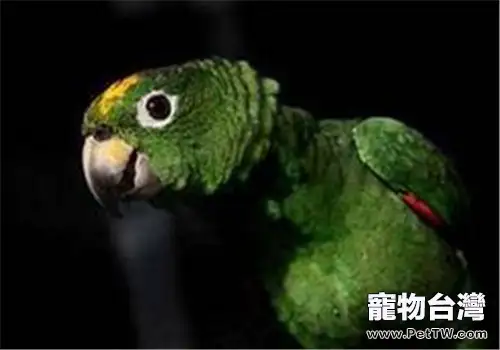 帝王亞馬遜鸚鵡的品種簡介(1圖)-寵物台灣