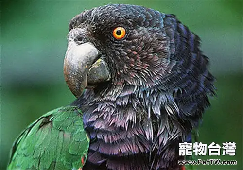 帝王亞馬遜鸚鵡的飼養環境