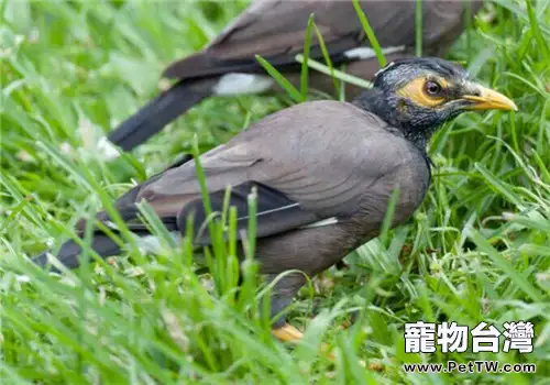 八哥鳥換毛需要注意哪些問題(1圖)-寵物台灣