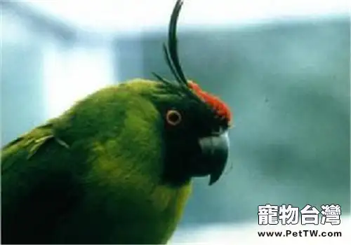 獨角鸚鵡的品種簡介(1圖)-寵物台灣