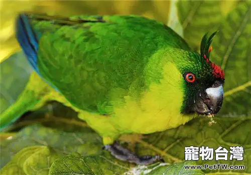獨角鸚鵡的外形特點(1圖)-寵物台灣