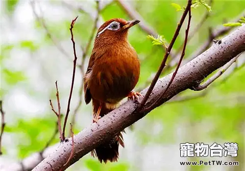 養鳥添樂之餘須謹防「鳥雀病」