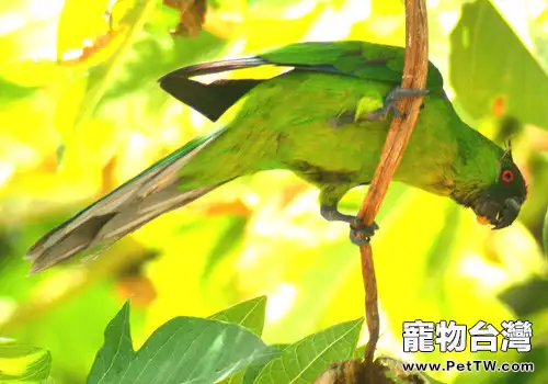 獨角鸚鵡的生存環境(1圖)-寵物台灣