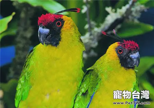 獨角鸚鵡的餵食要點(1圖)-寵物台灣
