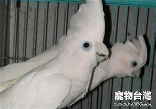 杜可波氏鳳頭鸚鵡的品種簡介