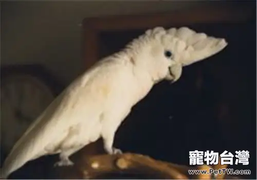 杜可波氏鳳頭鸚鵡的飼養環境
