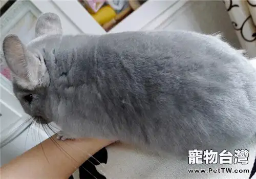 冬天如何飼養龍貓?需要注意什麼?(1圖)-寵物台灣