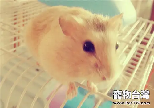 如何觀察母倉鼠懷孕(1圖)-寵物台灣