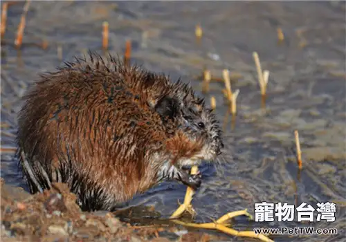 麝香鼠的秋冬季管理