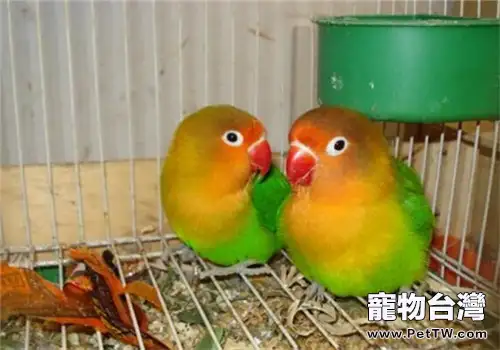 哪些植物對鸚鵡有害