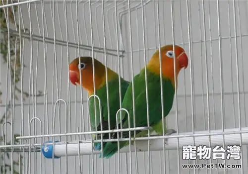 如何給鸚鵡配飼料