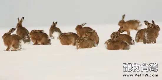 「三掌握八注意」讓你輕鬆掌握兔子配種技能