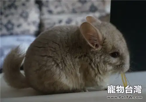 健康的龍貓應具備哪些條件