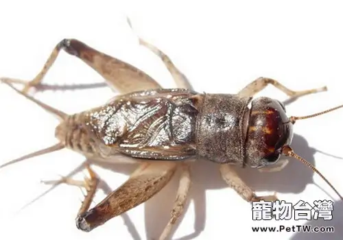 如何引誘鳴蟲鳴叫(1圖)-寵物台灣