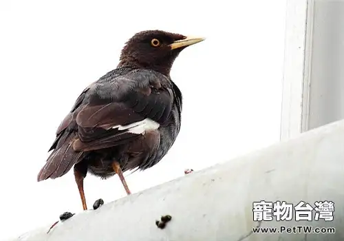 八哥鳥感冒如何治療(1圖)-寵物台灣