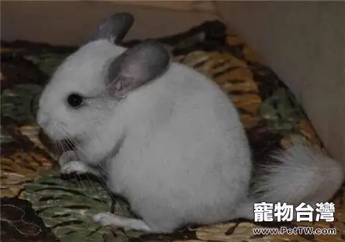 兒童飼養龍貓需注意的問題