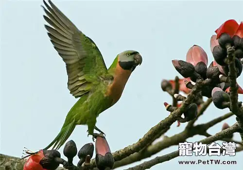 如何給家庭玩賞鳥餵藥？