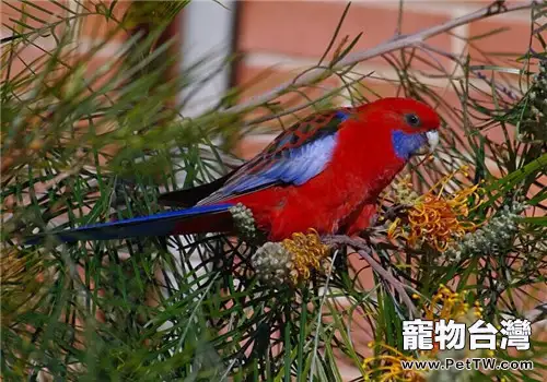 鸚鵡幼鳥常見的疾病以及受傷時如何護理？