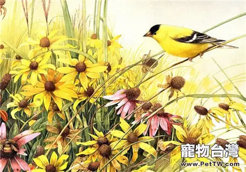 如何飼養黃鸝鳥(1圖)-寵物台灣