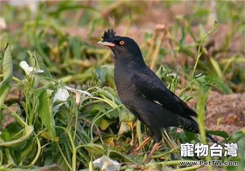 八哥鳥不說話怎麼辦?幾個月能說話?(1圖)-寵物台灣