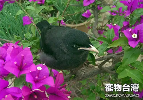八哥鳥多少錢一隻(1圖)-寵物台灣