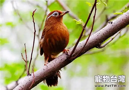 鳥的求偶婚配行為