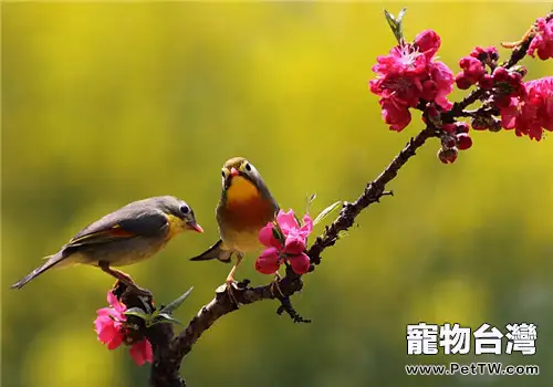 鳥類冬季飼養管理的要點