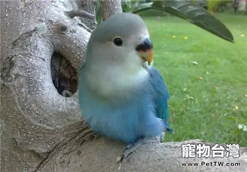 鸚鵡常見的寄生蟲病有哪些?(1圖)-寵物台灣